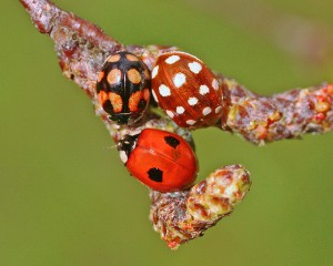 Ladybirds with different numbers of spots (CC user nutmeg66/Flickr)