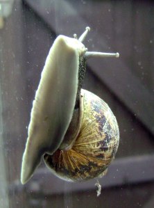 Snail climbing